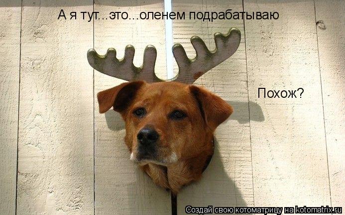 А я тут...это...оленем подрабатываю А я тут...это...оленем подрабатываю Похож? Похож?... Котоматрица: А я тут...это...оленем подрабатываю А я тут...это...оленем подрабатываю Похож? Похож?