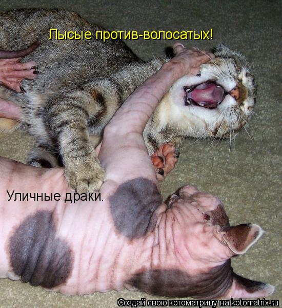 Уличные драки. Уличные драки. Лысые против-волосатых!... Котоматрица: Уличные драки. Уличные драки. Лысые против-волосатых!