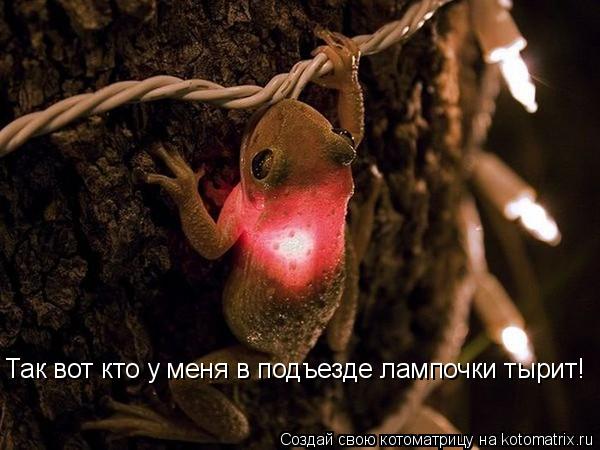 Так вот кто у меня в подъезде лампочки тырит!... Котоматрица: Так вот кто у меня в подъезде лампочки тырит!