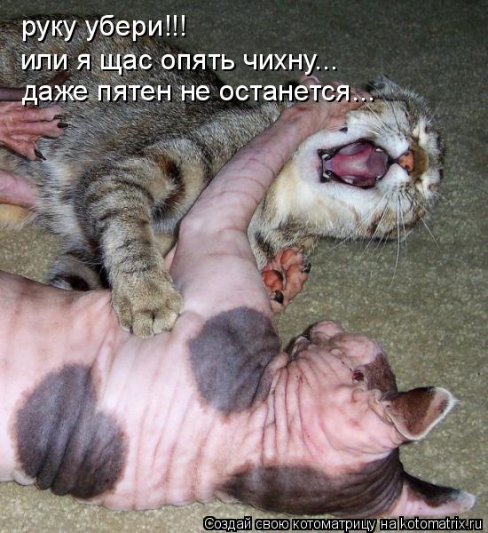 руку убери!!! или я щас опять чихну... даже пятен не останется...... Котоматрица: руку убери!!! или я щас опять чихну... даже пятен не останется...