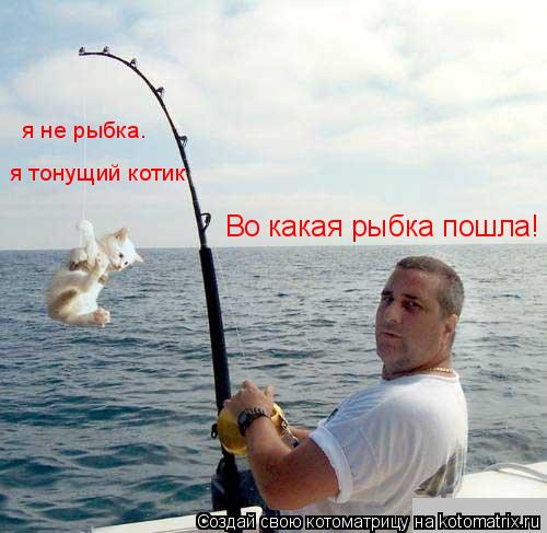 Во какая рыбка пошла! я не рыбка. я тонущий котик... Котоматрица: Во какая рыбка пошла! я не рыбка. я тонущий котик