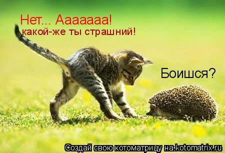 Боишся? Нет... Ааааааа! какой-же ты страшний!... Котоматрица: Боишся? Нет... Ааааааа! какой-же ты страшний!