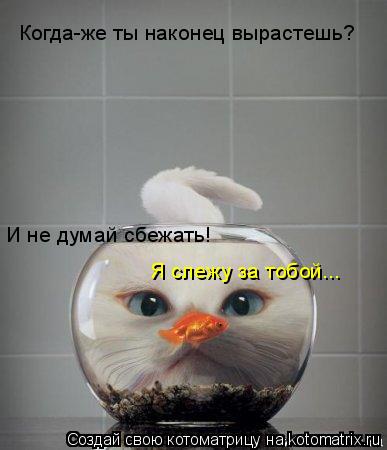 Когда-же ты наконец вырастешь? И не думай сбежать! Я слежу за тобой...... Котоматрица: Когда-же ты наконец вырастешь? И не думай сбежать! Я слежу за тобой...