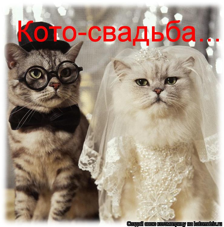 Кото-свадьба...... Котоматрица: Кото-свадьба...