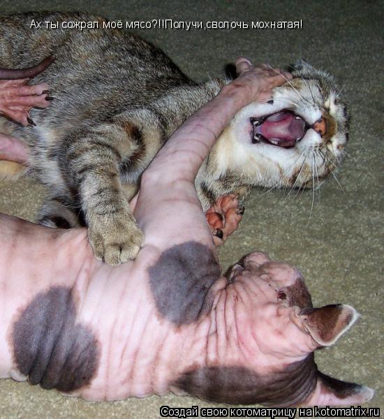 Ах ты сожрал моё мясо?!!Получи,сволочь мохнатая!... Котоматрица: Ах ты сожрал моё мясо?!!Получи,сволочь мохнатая!