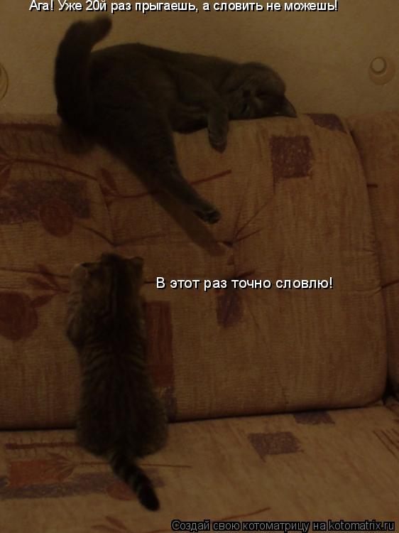 В этот раз точно словлю! Ага! Уже 20й раз прыгаешь, а словить не можешь!... Котоматрица: В этот раз точно словлю! Ага! Уже 20й раз прыгаешь, а словить не можешь!