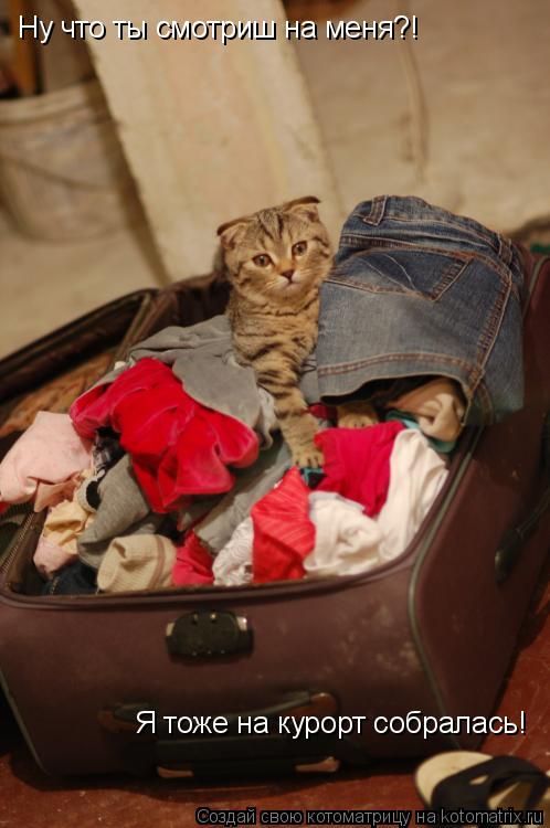 Ну что ты смотриш на меня?! Я тоже на курорт собралась!... Котоматрица: Ну что ты смотриш на меня?! Я тоже на курорт собралась!