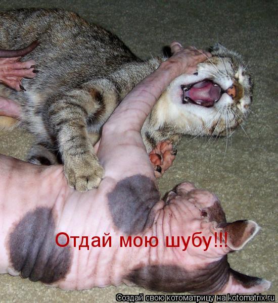Отдай мою шубу!!!... Котоматрица: Отдай мою шубу!!!