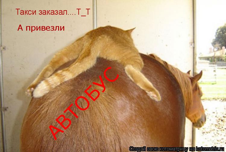 Такси заказал....Т_Т А привезли АВТОБУС... Котоматрица: Такси заказал....Т_Т А привезли АВТОБУС