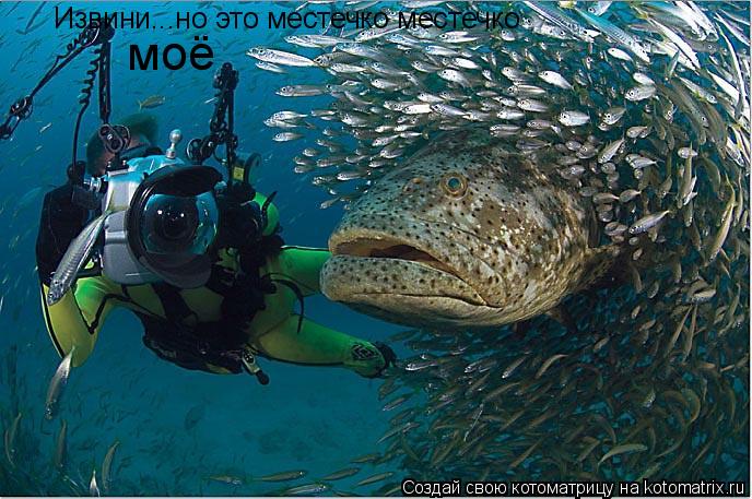 Извини...но это местечко местечко моё... Котоматрица: Извини...но это местечко местечко моё