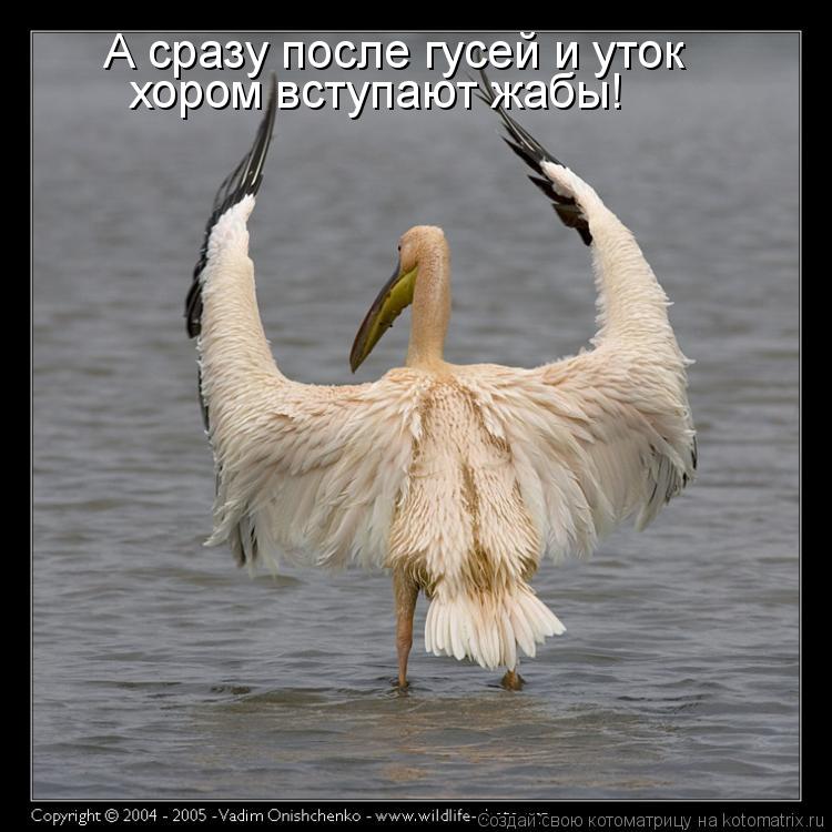 А сразу после гусей и уток хором вступают жабы!... Котоматрица: А сразу после гусей и уток хором вступают жабы!