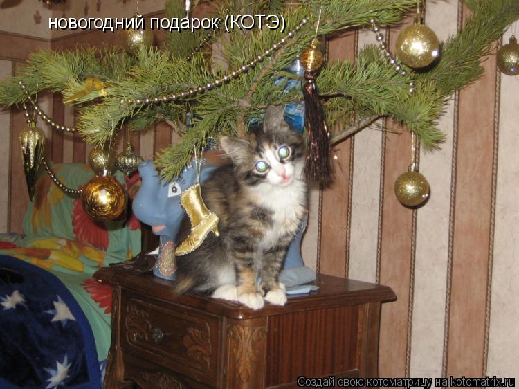 новогодний подарок (КОТЭ)... Котоматрица: новогодний подарок (КОТЭ)