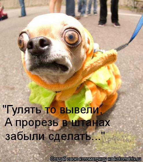 "Гулять то вывели, А прорезь в штанах сделать А прорезь в штанах забыли сделать..."... Котоматрица: "Гулять то вывели, А прорезь в штанах сделать А прорезь в штанах забыли сделать..."
