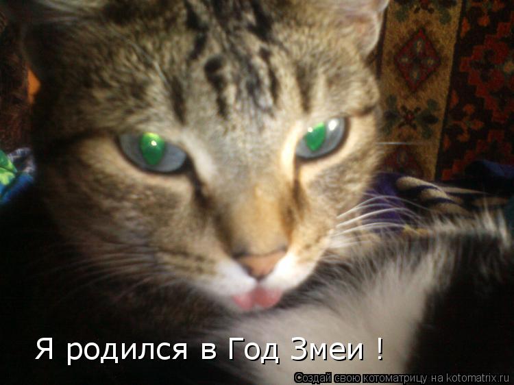 Я родился в Год Змеи !... Котоматрица: Я родился в Год Змеи !