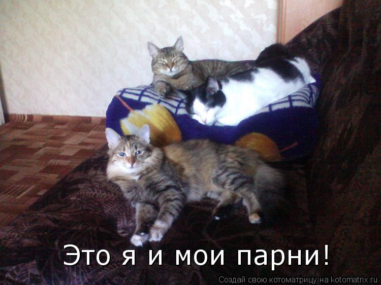 Это я и мои парни!... Котоматрица: Это я и мои парни!