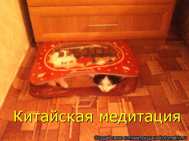 Китайская медитация... Котоматрица: Китайская медитация