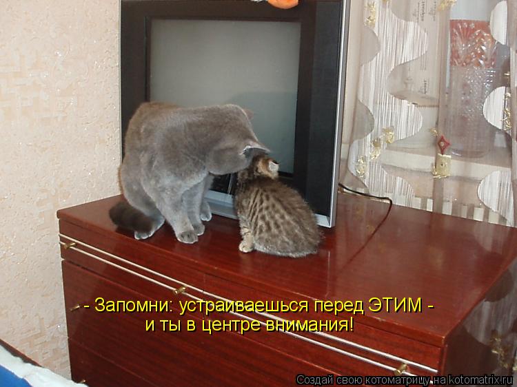 - Запомни: устраиваешься перед ЭТИМ - и ты в центре внимания!... Котоматрица: - Запомни: устраиваешься перед ЭТИМ - и ты в центре внимания!