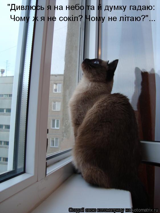 "Дивлюсь я на небо та й думку гадаю: Чому ж я не сокiл? Чому не лiтаю?"...... Котоматрица: "Дивлюсь я на небо та й думку гадаю: Чому ж я не сокiл? Чому не лiтаю?"...
