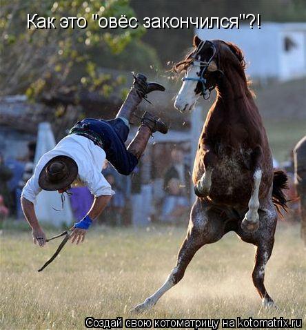 Как это "овёс закончился"?!... Котоматрица: Как это "овёс закончился"?!