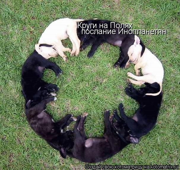 Круги на Полях послание Инопланетян... Котоматрица: Круги на Полях послание Инопланетян