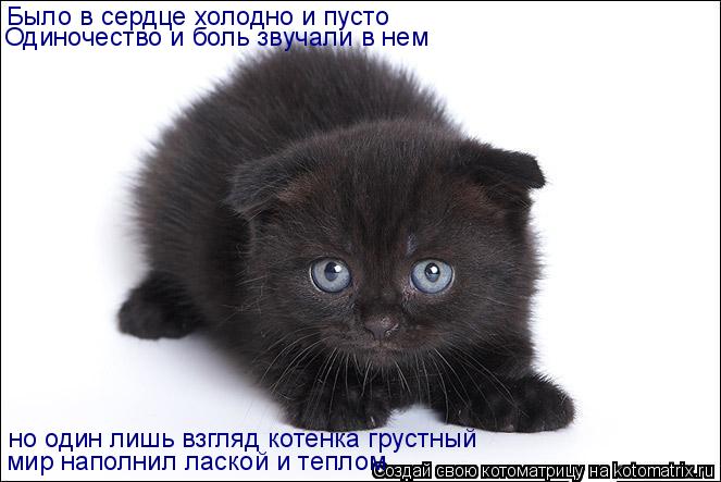 Было в сердце холодно и пусто Одиночество и боль звучали в нем но один лишь взгляд котенка грустный м... Котоматрица: Было в сердце холодно и пусто Одиночество и боль звучали в нем но один лишь взгляд котенка грустный мир наполнил лаской и теплом