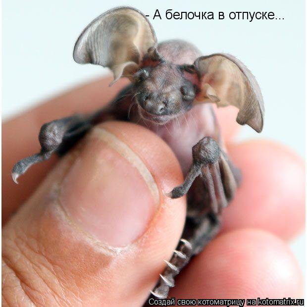 - А белочка в отпуске...... Котоматрица: - А белочка в отпуске...