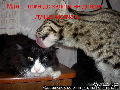 Мдя.....пока до хвоста не дойдет, Мдя.....пока до хвоста не дойдет, лучше молчать... Котоматрица: Мдя.....пока до хвоста не дойдет, Мдя.....пока до хвоста не дойдет, лучше молчать
