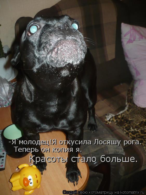 -Я молодец!Я откусила Лосяшу рога. -Я молодец!Я откусила Лосяшу рога. Теперь он копия я. Красоты стал... Котоматрица: -Я молодец!Я откусила Лосяшу рога. -Я молодец!Я откусила Лосяшу рога. Теперь он копия я. Красоты стало больше.