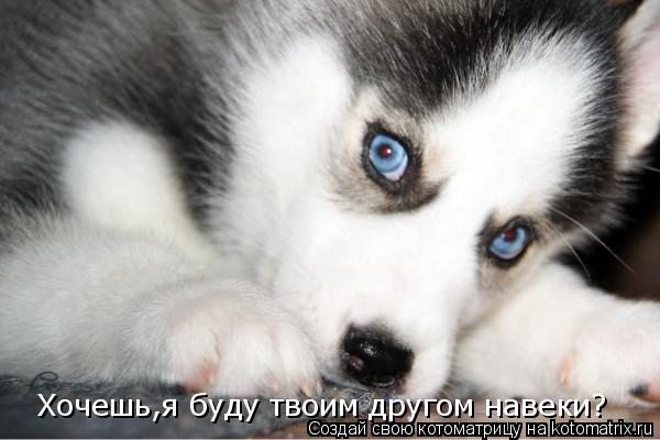Хочешь,я буду твоим другом навеки?... Котоматрица: Хочешь,я буду твоим другом навеки?