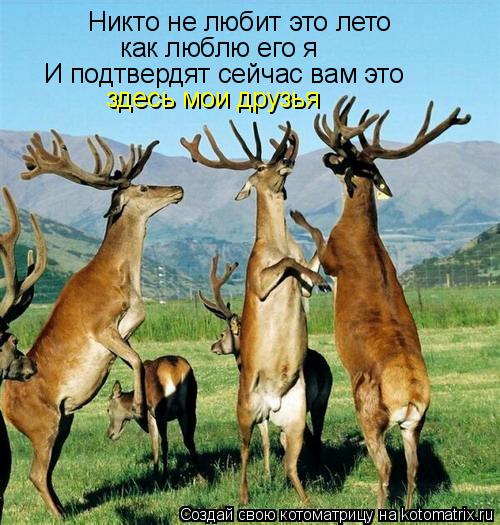 Никто не любит это лето как люблю его я И подтвердят сейчас вам это здесь мои друзья... Котоматрица: Никто не любит это лето как люблю его я И подтвердят сейчас вам это здесь мои друзья