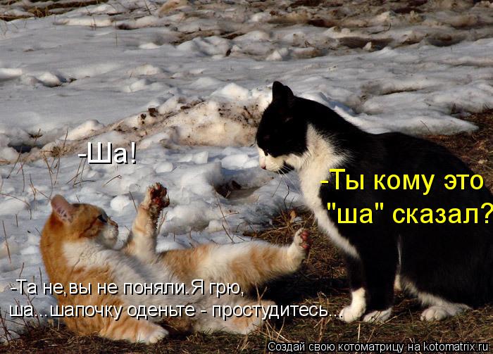 Котоматрица: -Та не,вы не поняли.Я грю, -Ша! -Ты кому это  "ша" сказал? ша...шапочку оденьте - простудитесь...