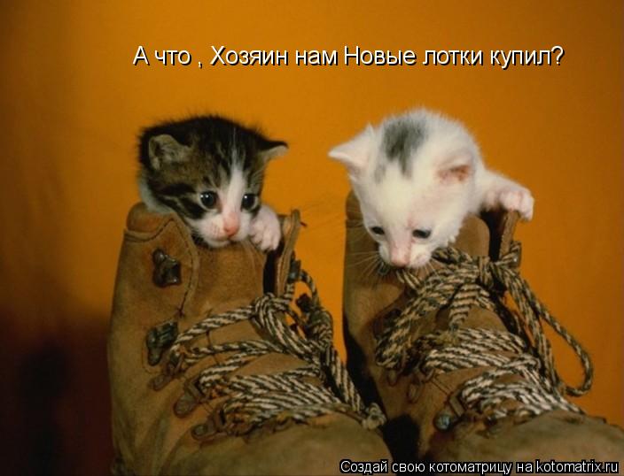 А что , Хозяин нам Новые лотки купил?... Котоматрица: А что , Хозяин нам Новые лотки купил?