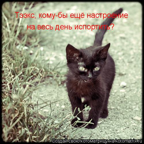 Тээкс, кому-бы ещё настроение на весь день испортить?... Котоматрица: Тээкс, кому-бы ещё настроение на весь день испортить?