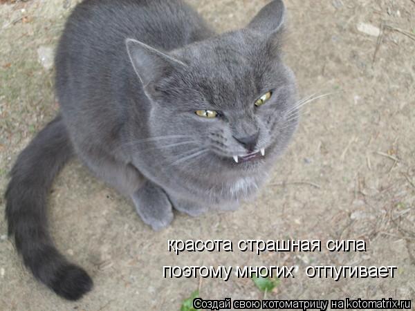 поэтому многих отпугивает красота страшная сила... Котоматрица: поэтому многих отпугивает красота страшная сила