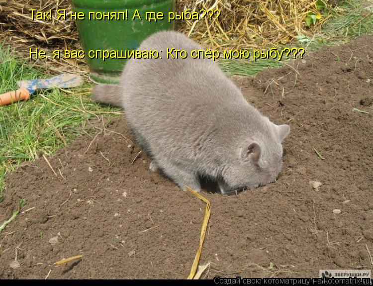 Так! Я не понял! А где рыба??? Не, я вас спрашиваю: Кто спёр мою рыбу???... Котоматрица: Так! Я не понял! А где рыба??? Не, я вас спрашиваю: Кто спёр мою рыбу???