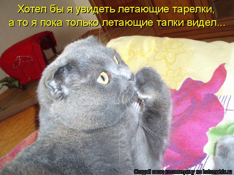 Хотел бы я увидеть летающие тарелки, а то я пока только летающие тапки видел...... Котоматрица: Хотел бы я увидеть летающие тарелки, а то я пока только летающие тапки видел...