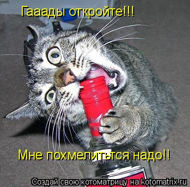 Гааады откройте!!! Мне похмелитьтся надо!!... Котоматрица: Гааады откройте!!! Мне похмелитьтся надо!!