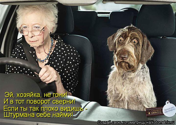 Эй, хозяйка, не гони! И в тот поворот сверни! Если ты так плохо видишь - Штурмана себе найми!... Котоматрица: Эй, хозяйка, не гони! И в тот поворот сверни! Если ты так плохо видишь - Штурмана себе найми!