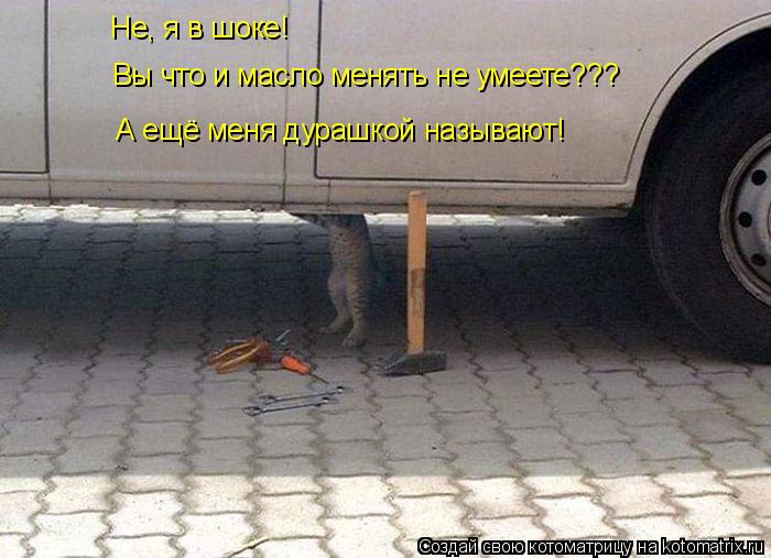 Не, я в шоке! Вы что и масло менять не умеете??? А ещё меня дурашкой называют!... Котоматрица: Не, я в шоке! Вы что и масло менять не умеете??? А ещё меня дурашкой называют!
