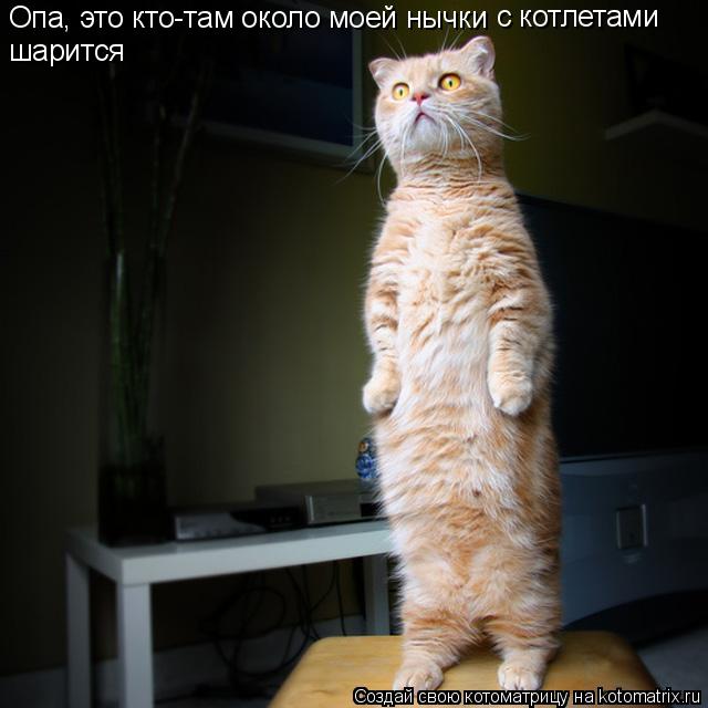 Опа, это кто-там около моей нычки с котлетами шарится... Котоматрица: Опа, это кто-там около моей нычки с котлетами шарится