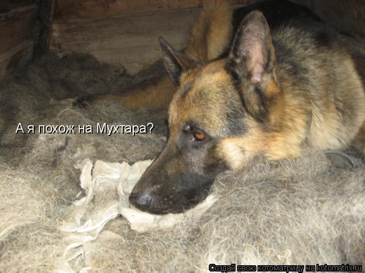 А я похож на Мухтара?... Котоматрица: А я похож на Мухтара?