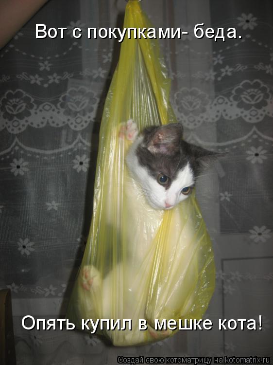Вот с покупками- беда. Опять купил в мешке кота!... Котоматрица: Вот с покупками- беда. Опять купил в мешке кота!