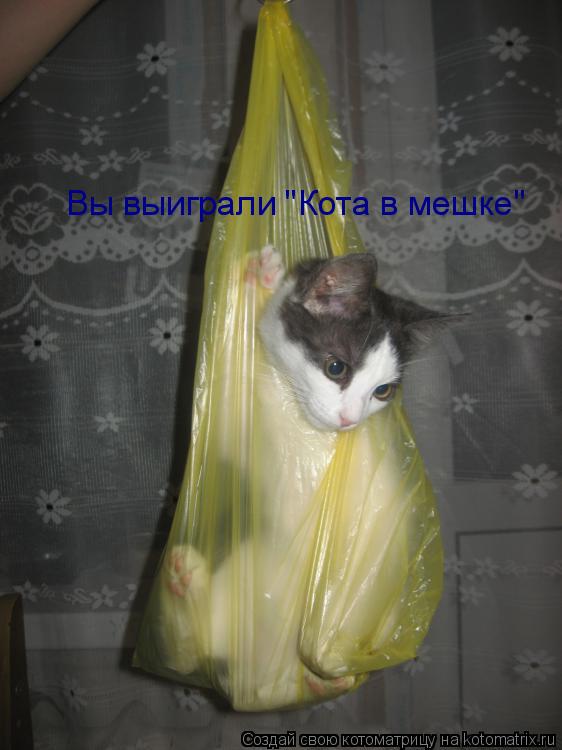 Вы выиграли "Кота в мешке"... Котоматрица: Вы выиграли "Кота в мешке"