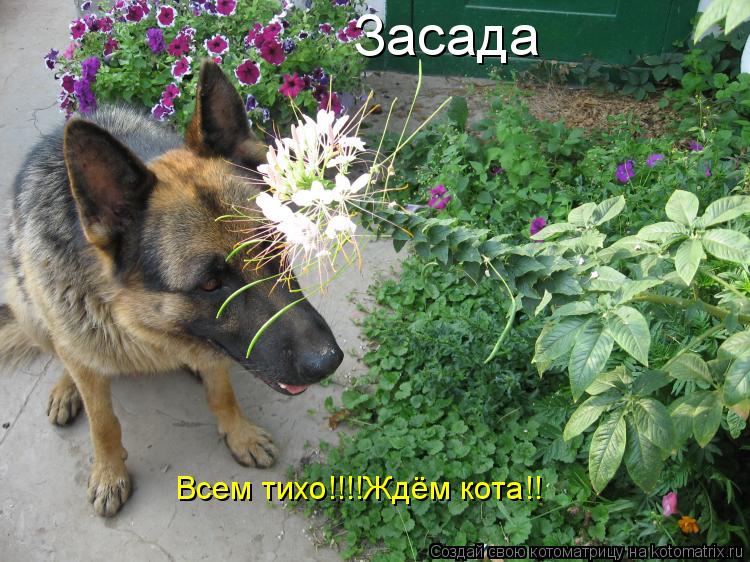 Засада Всем тихо!!!!Ждём кота!!... Котоматрица: Засада Всем тихо!!!!Ждём кота!!