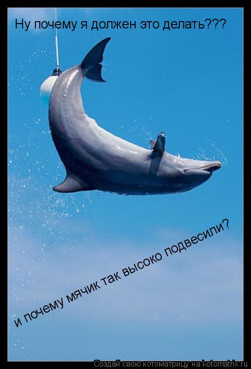Ну почему я должен это делать??? и почему мячик так высоко подвесили?... Котоматрица: Ну почему я должен это делать??? и почему мячик так высоко подвесили?