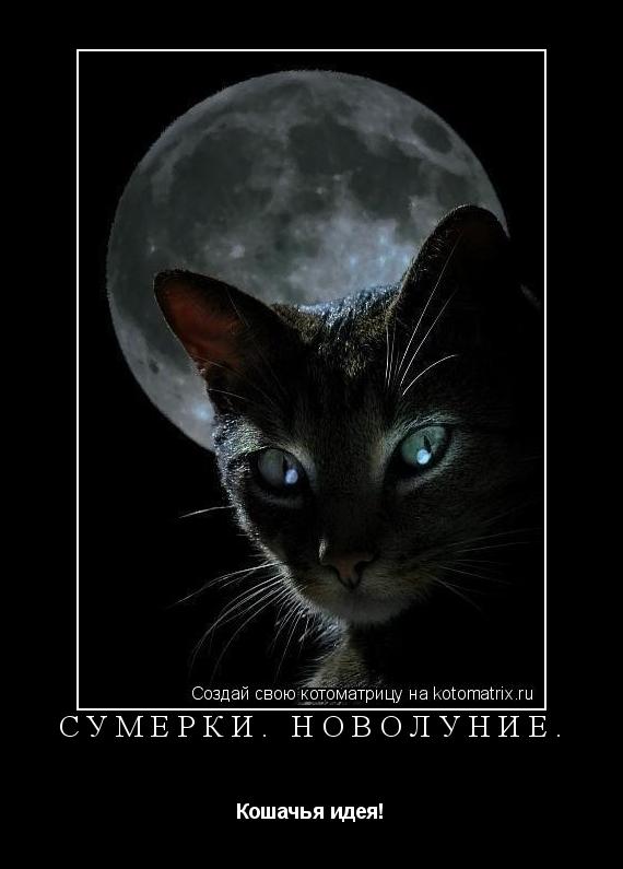 Сумерки. Новолуние. Кошачья идея!... Котоматрица: Сумерки. Новолуние. Кошачья идея!