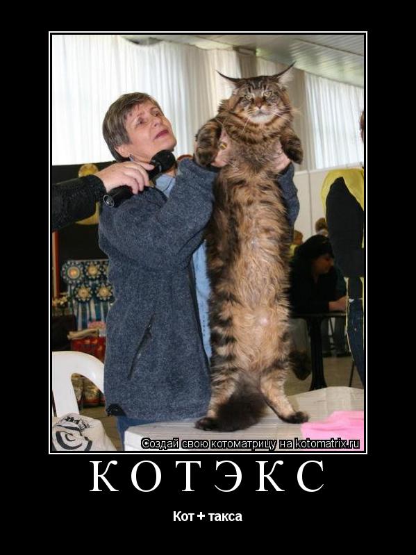КОТЭКС Кот + такса... Котоматрица: КОТЭКС Кот + такса
