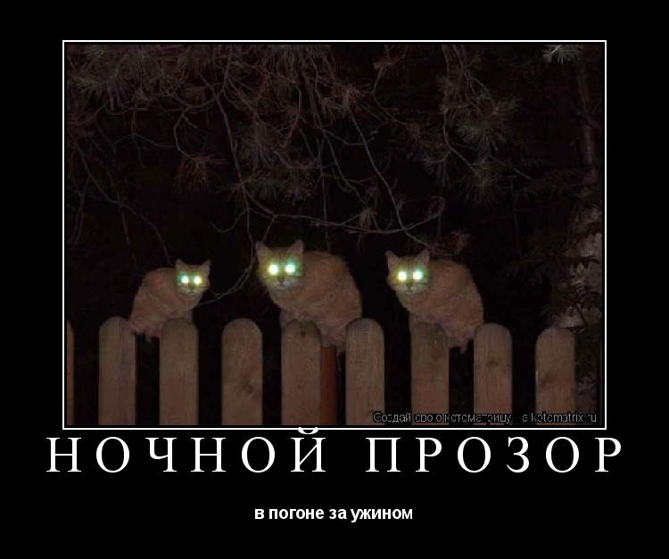 НОЧНОЙ ПРОЗОР в погоне за ужином... Котоматрица: НОЧНОЙ ПРОЗОР в погоне за ужином