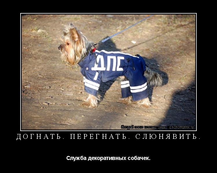 Догнать. Перегнать. Слюнявить. Служба декоративных собачек.... Котоматрица: Догнать. Перегнать. Слюнявить. Служба декоративных собачек.