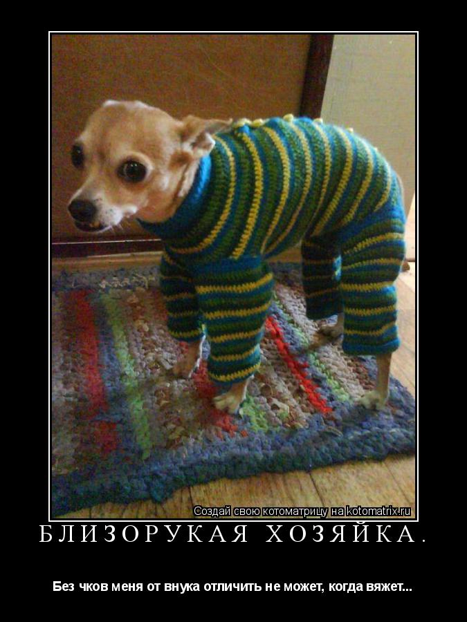 Близорукая хозяйка. Без чков меня от внука отличить не может, когда вяжет...... Котоматрица: Близорукая хозяйка. Без чков меня от внука отличить не может, когда вяжет...
